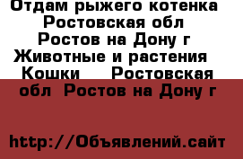 Отдам рыжего котенка - Ростовская обл., Ростов-на-Дону г. Животные и растения » Кошки   . Ростовская обл.,Ростов-на-Дону г.